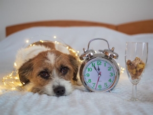 Lo stress del cane e del gatto a capodanno